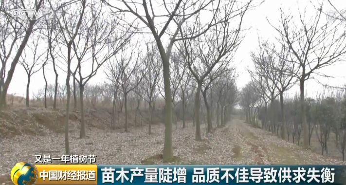 什么树最赚钱效果最好,什么树最值钱又好种又好卖长得快