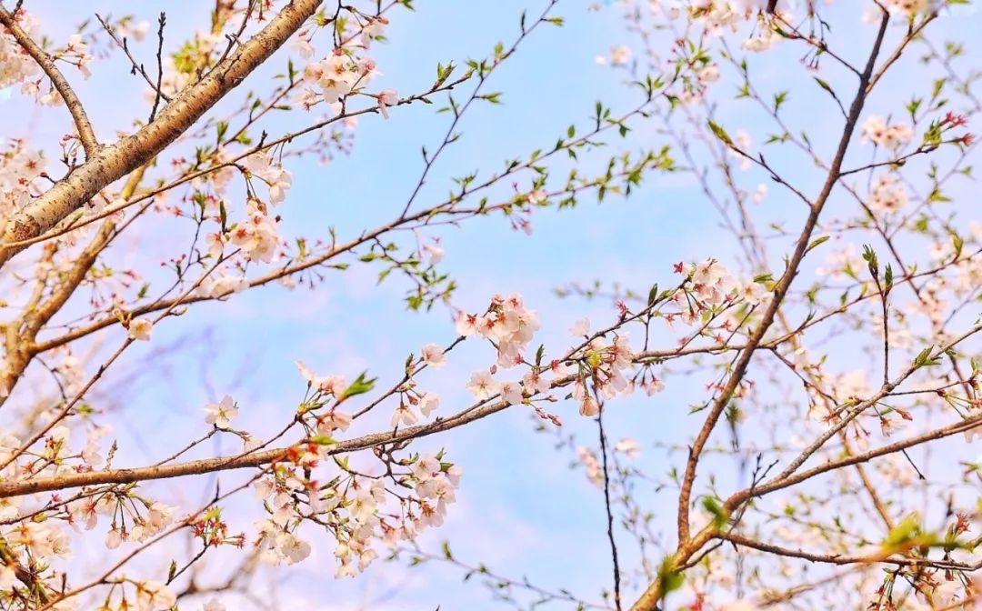 踏青赏花黄石,黄石境内有哪些适合踏青的好地方