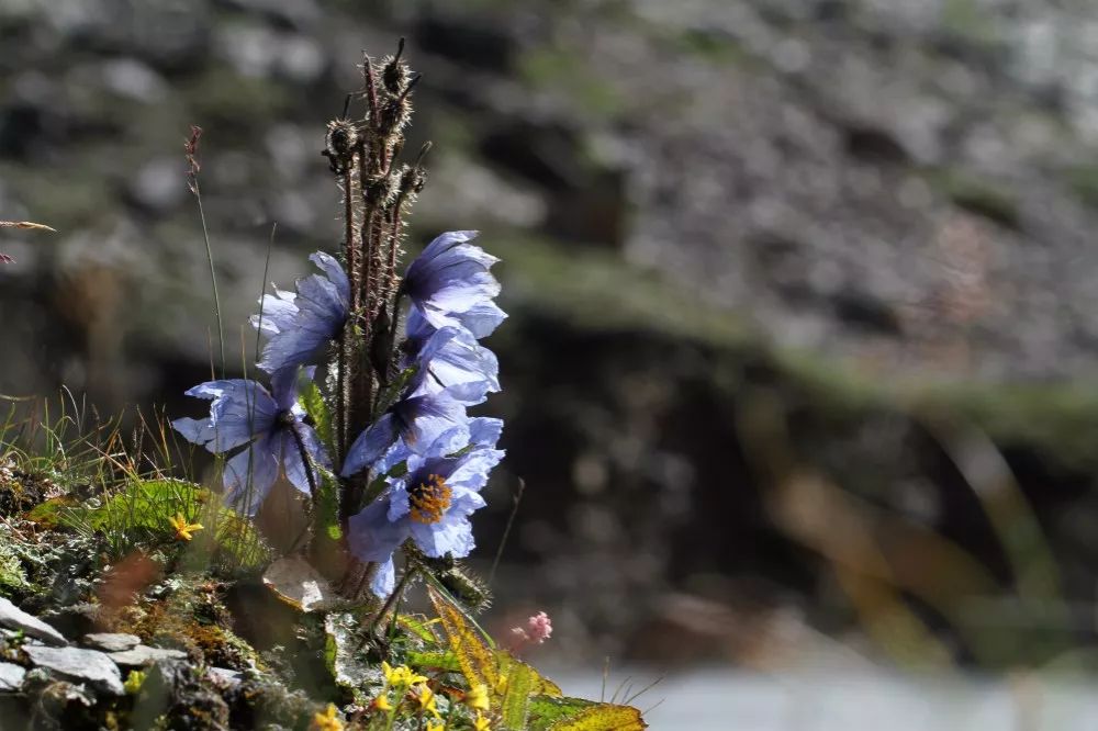 四姑娘山11月越野跑,2024四姑娘山云间花径越野跑