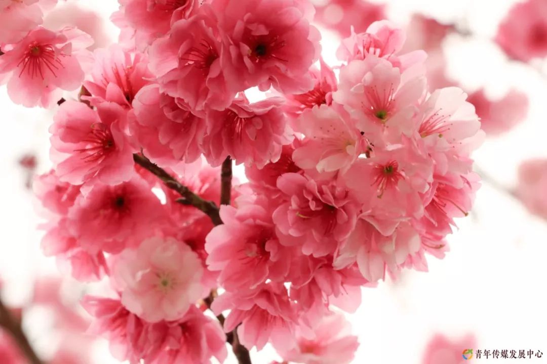 海棠与樱花的区别在哪里,海棠樱花桃花怎么区分