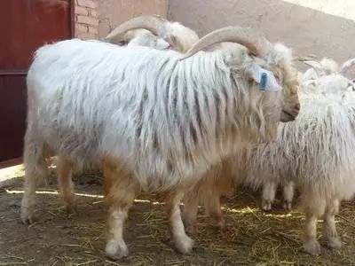 羊品种视频大全,福克羊品种大全