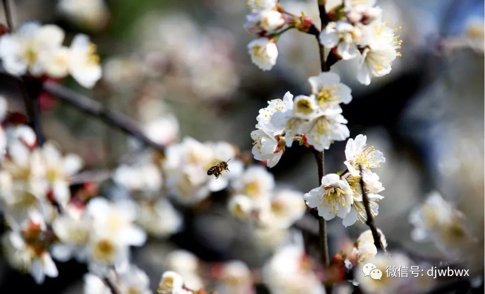 早安芜湖图片,早安芜湖