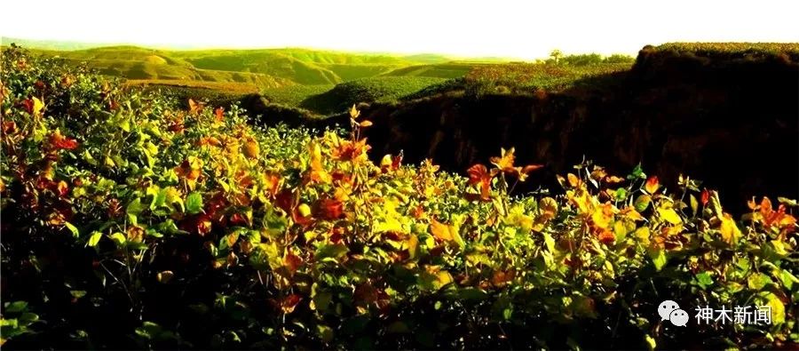 【厉害】神木黑豆“靓装”走向全国！