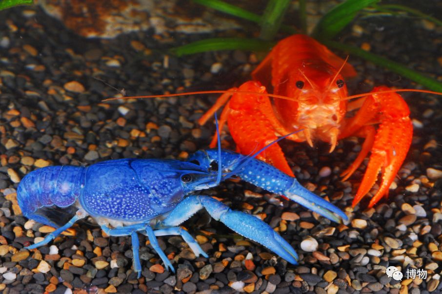 9102年了,别再用“人造”伤害动物和买家