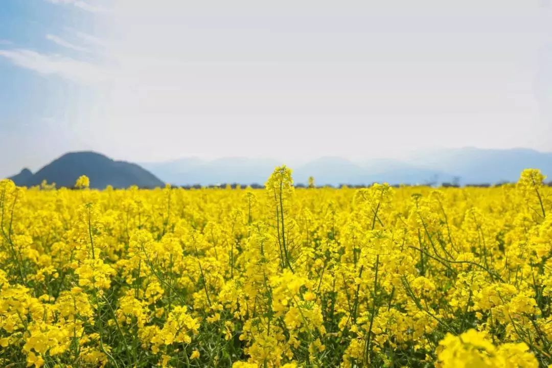 徽派古村梯田花海,徽派建筑油菜花田