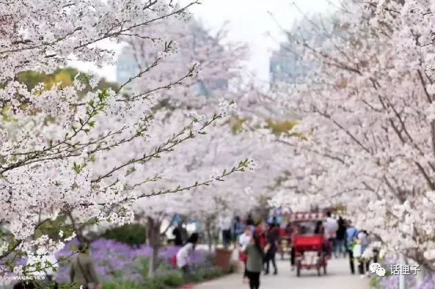 万花丛中,拍照选哪枝?话匣妹手把手教你过春天