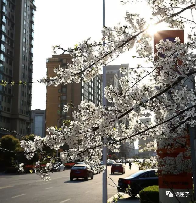万花丛怎么拍照,万花丛中拍照技巧