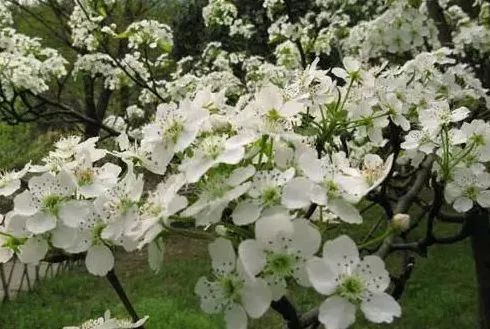 贵阳适合春季游玩赏花的好去处,贵阳春天最美的地方在哪里