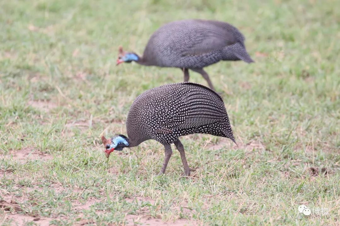 肯尼亚博物学之旅,博物肯尼亚