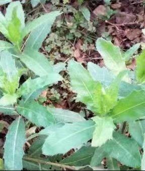 春游郑州这份赏花攻略请收好,郑州自驾踏青赏花好去处