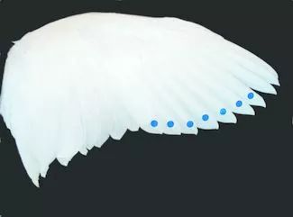 羽毛球是用什么毛来做的,羽毛球一般是什么羽毛做的