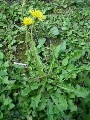 郑州周边踏青采摘野菜,郑州自驾踏青赏花好去处