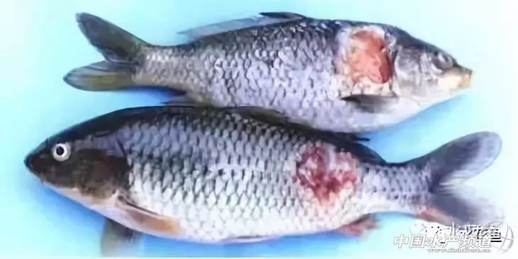 鱼溃疡病症状,鱼细菌性烂鳃的症状及治疗方法