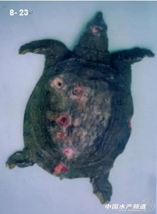 鱼类疖疮是什么原因引起的,鱼类痘疮病怎么治疗