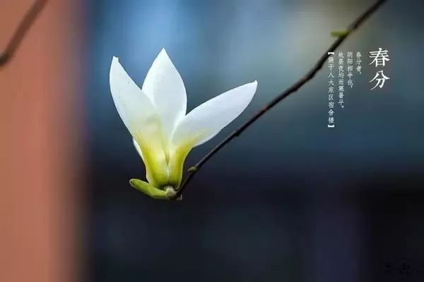 春分已至正是一年最美时,春分到最佳时光