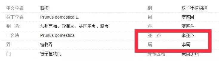 西梅是不是原来的李子,西梅不是李子的西梅