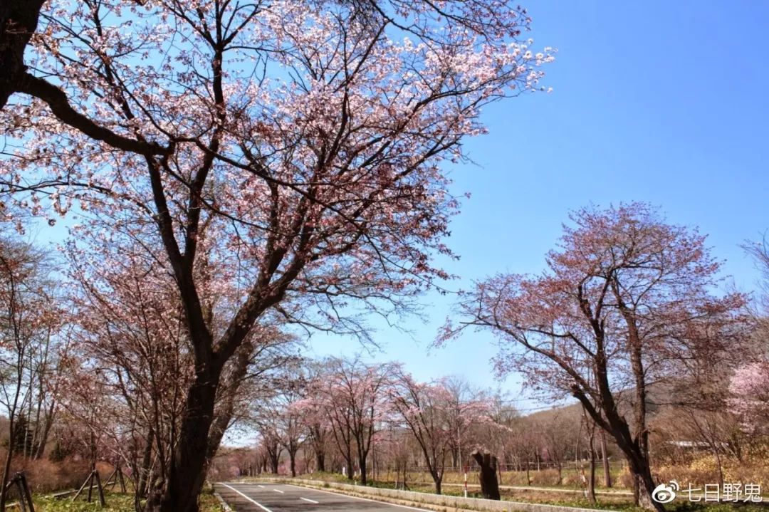 2019年日本大赏排行榜,2018全日本赏樱花旅游攻略