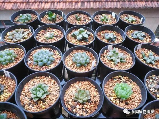 十二卷的养护注意事项,十二卷夏季如何养护