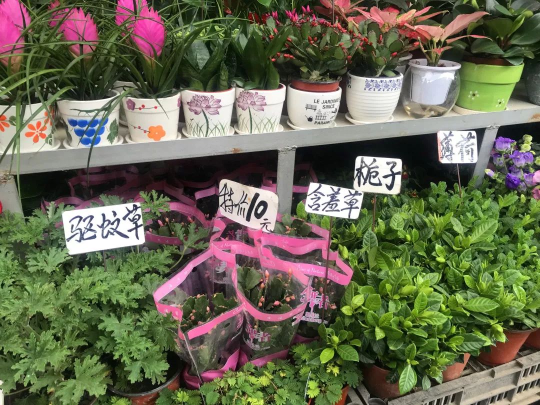 花色撩人,亲测德阳这两家花市,“花chi”去了就不想出来!