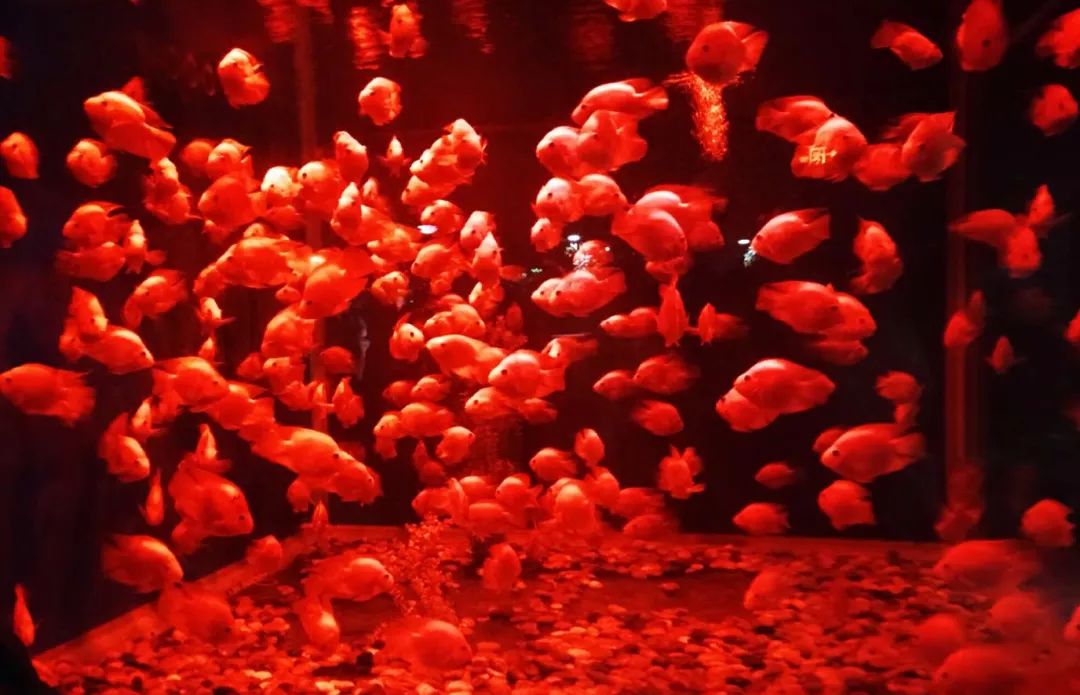 聊城海底世界游玩攻略,从聊城出发亲子游