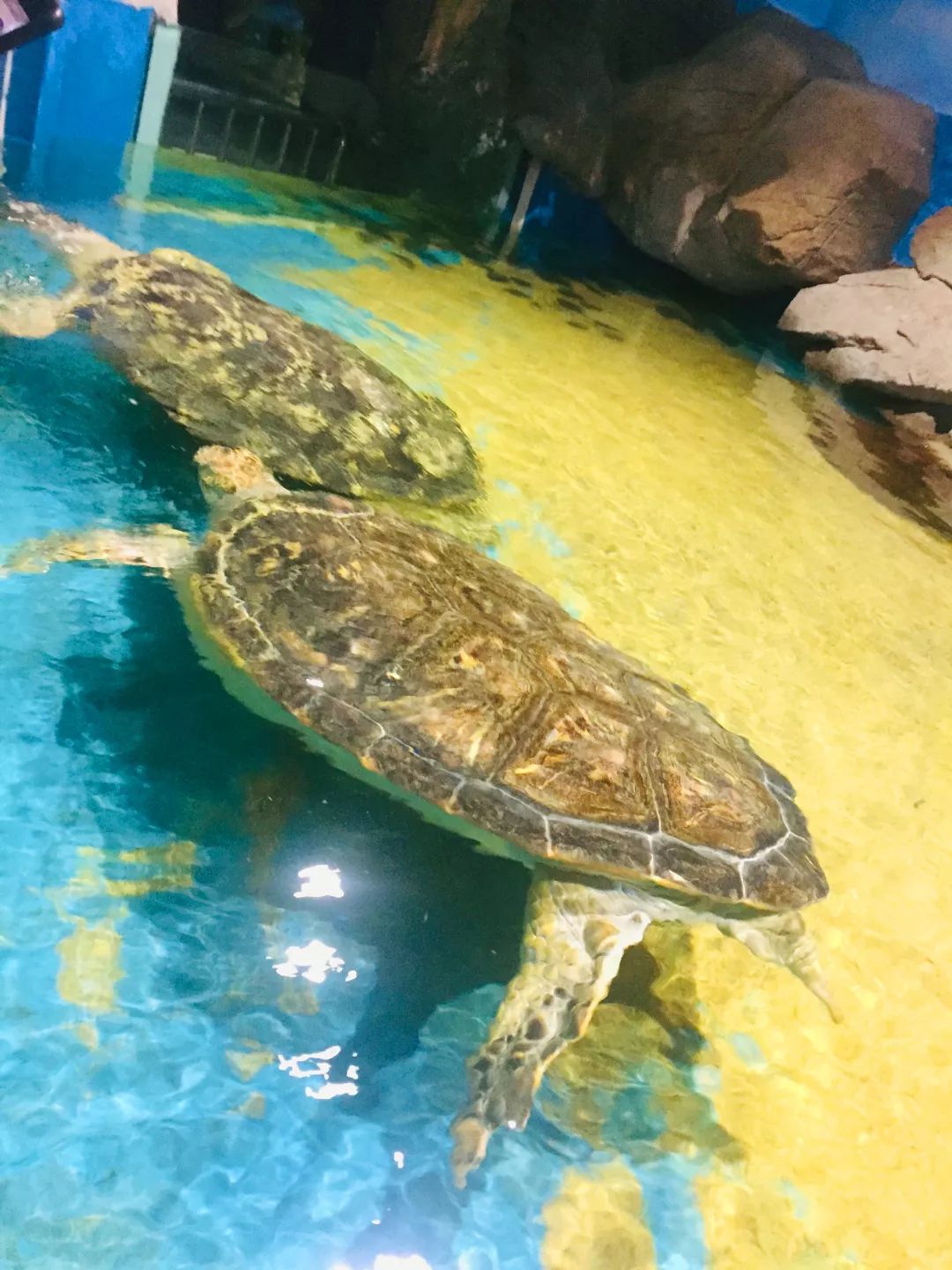 聊城海底世界游玩攻略,从聊城出发亲子游