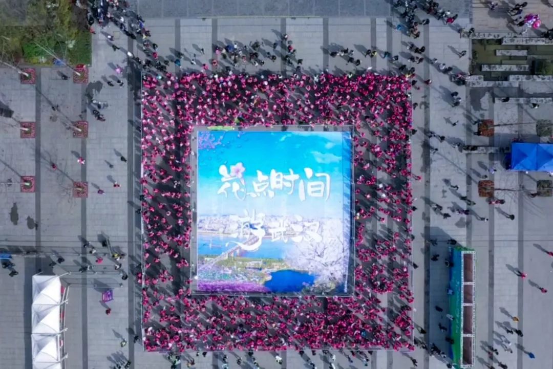 央视武汉樱花,央视新闻一起来看武汉樱花