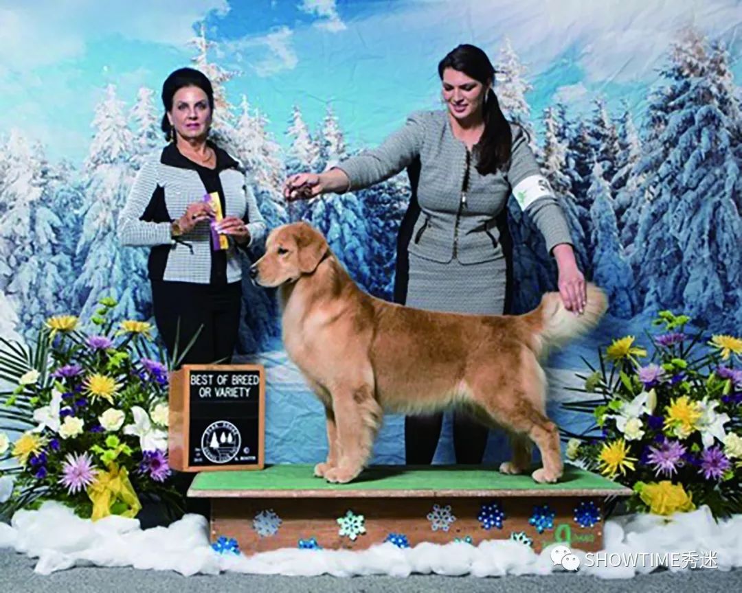 Elyn：非常安静内向的……野姑娘。|犬学知识专业版封面故事