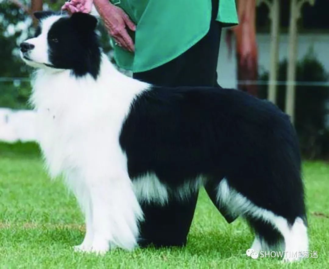 Elyn：非常安静内向的……野姑娘。|犬学知识专业版封面故事