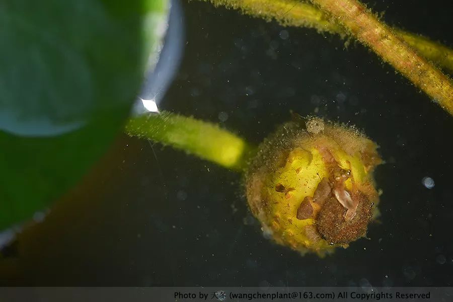 微型睡莲的品种及图片介绍,冬季适合种植的睡莲