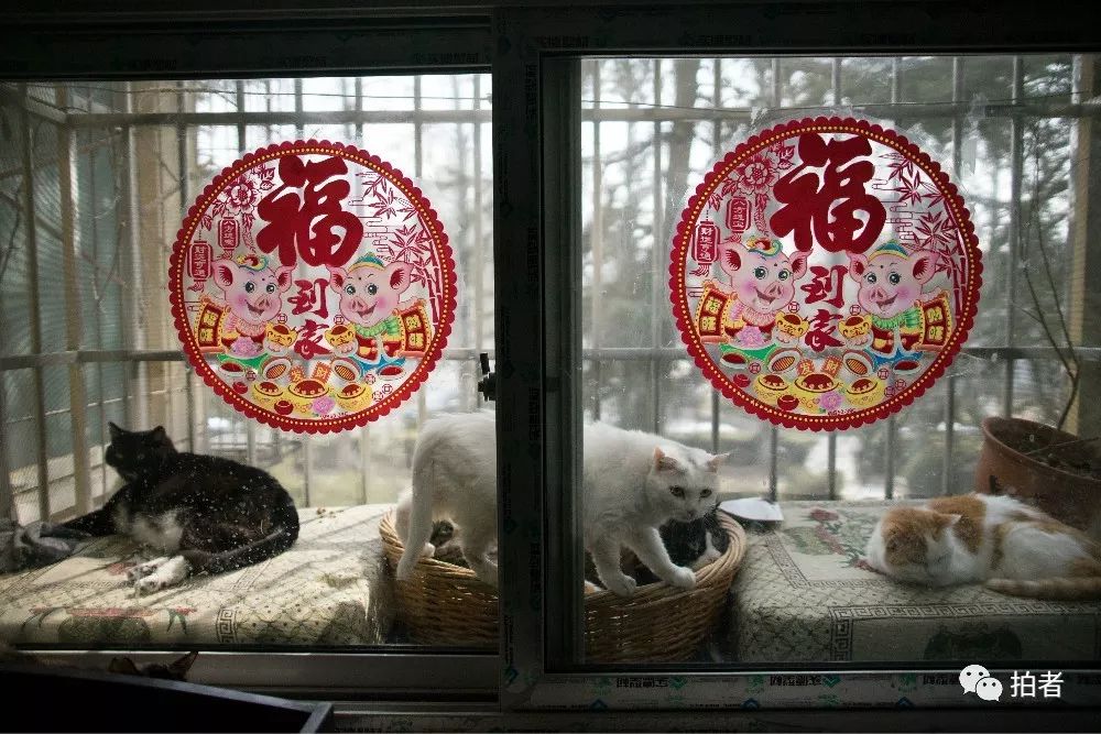 养40只流浪猫建新家,家里有18只流浪猫