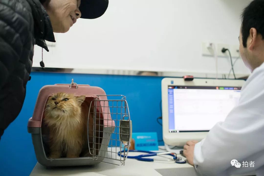 养40只流浪猫建新家,家里有18只流浪猫