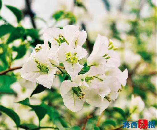 正宗同安红中国红三角梅,同安红三角梅家养