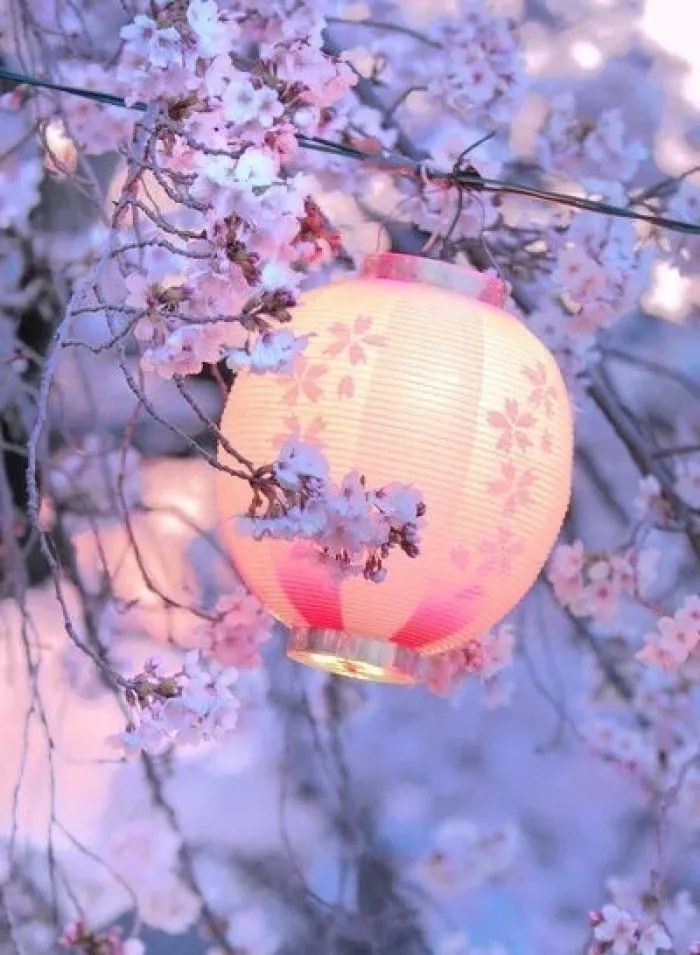 日本有关樱花的照片,日本最美樱花图