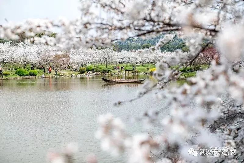 央视武汉樱花,央视新闻一起来看武汉樱花