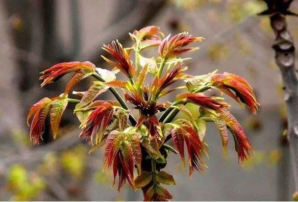 吃了街边买的“青菜”,一家三口急送医!这些菜清明常出没…