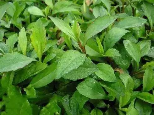 吃了街边买的“青菜”，一家三口急送医！这些菜清明常出没…