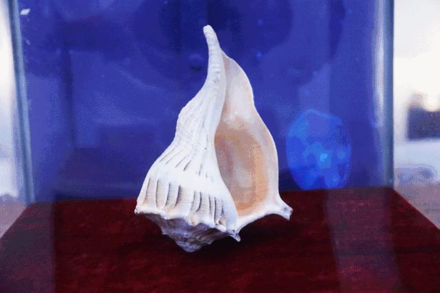 温州海洋馆购票须知,温州海洋馆卡