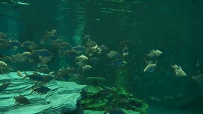 温州海洋馆购票须知,温州海洋馆卡