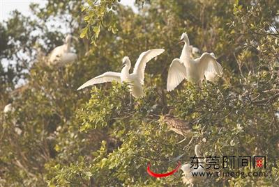 白鹭天堂在哪里,白鹭天堂怎么样