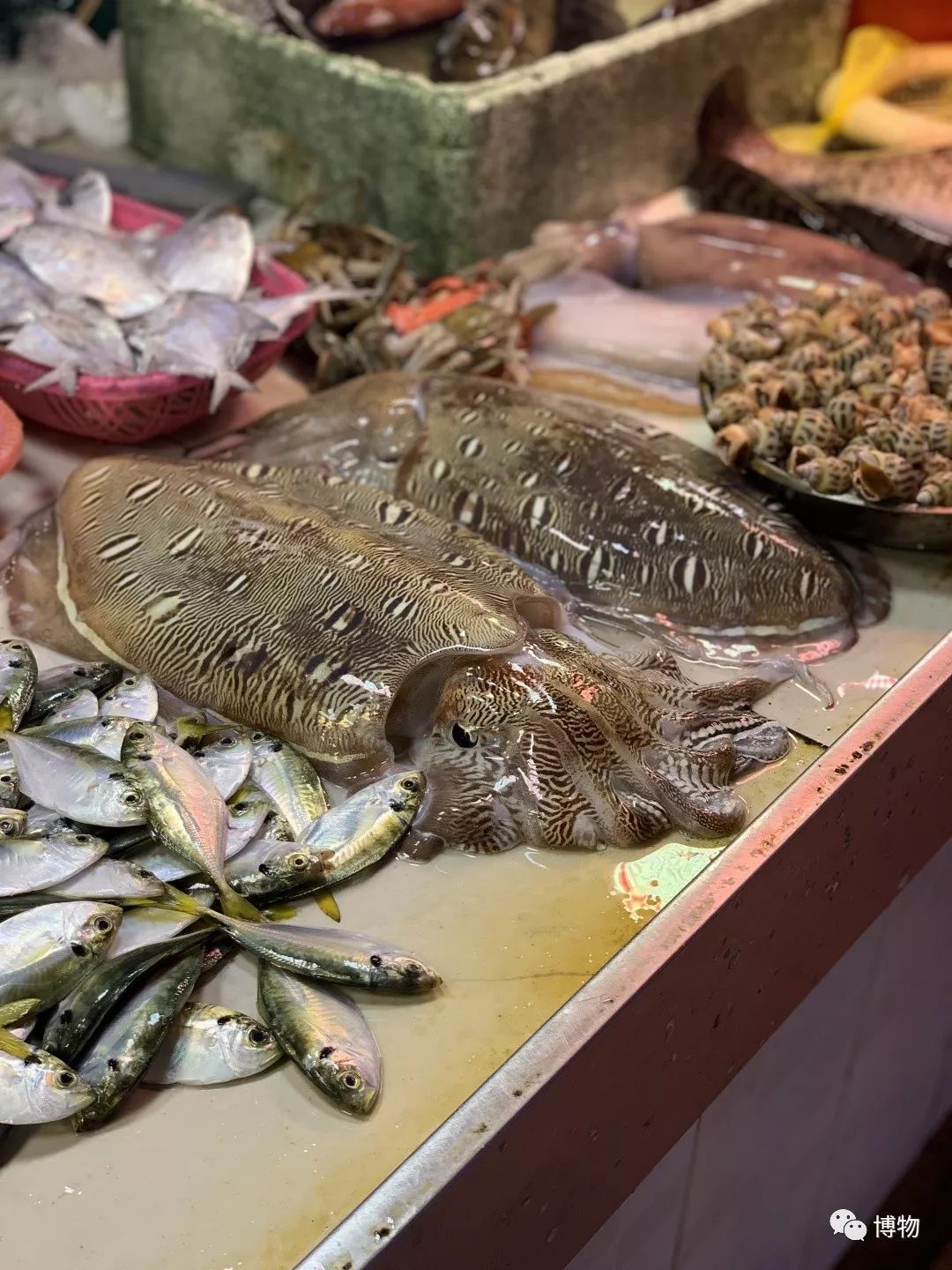 鱿鱼体内的塑料片是什么,鱿鱼里的透明塑料片是什么