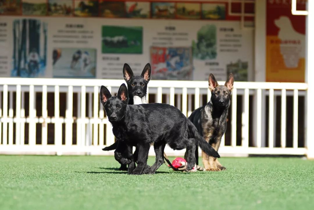 世界排名第一的德国牧羊犬,德国牧羊犬十大排名犬种