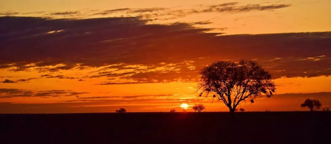 伴随着狂野奢华，用不一样的视角打开动物天堂