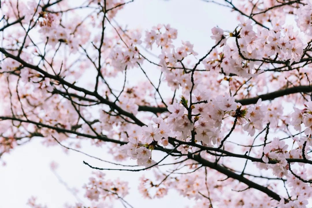 上海顾村公园赏樱花图片,全季顾村公园