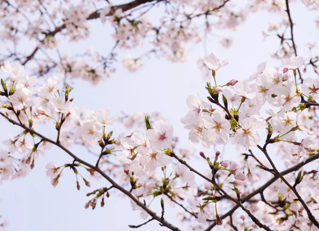 上海顾村公园赏樱花图片,全季顾村公园