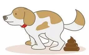 狗狗拉肚子怎么喂狗食,狗狗拉肚子怎么快速止泻最有效