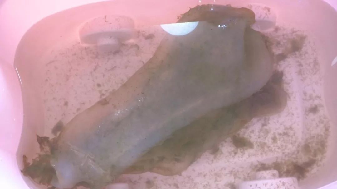 小伙捡到上亿的石太岁,山东小伙捡太岁