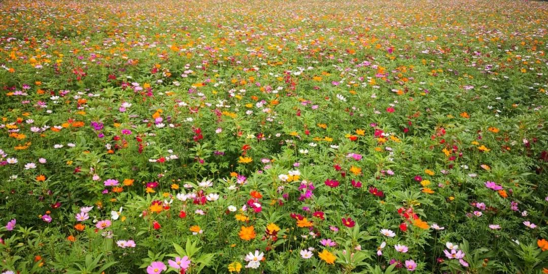 假期游玩美食,江南水乡休闲农庄