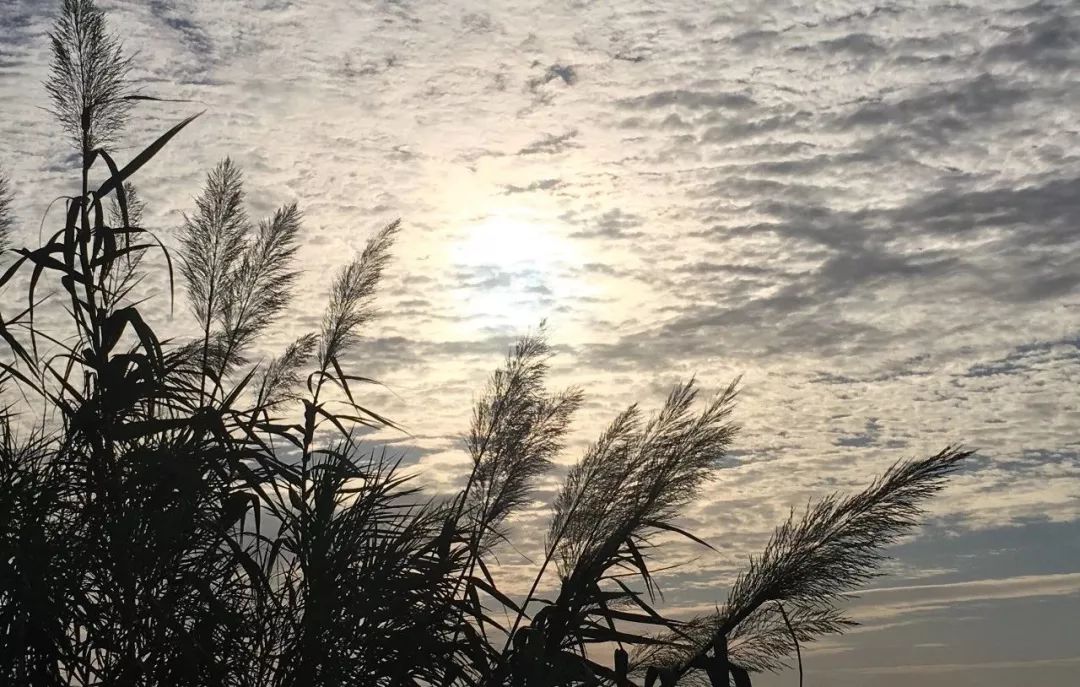 结棍！这个春天，是崇明撑起了魔都的体面！