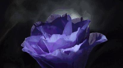 寻香|还原派VS颠覆派？诶呦~想不到这花还有两副面孔！（上）