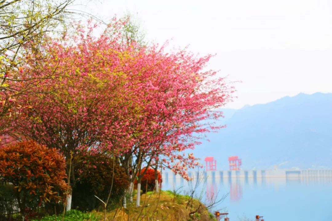 有宜昌旅游年卡哪些景区免费,宜昌旅游年卡包含哪些景点2023